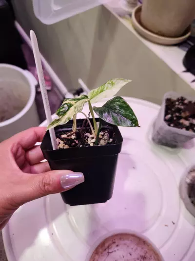 plant/Epipremnum SP Bali-1-thumbnail