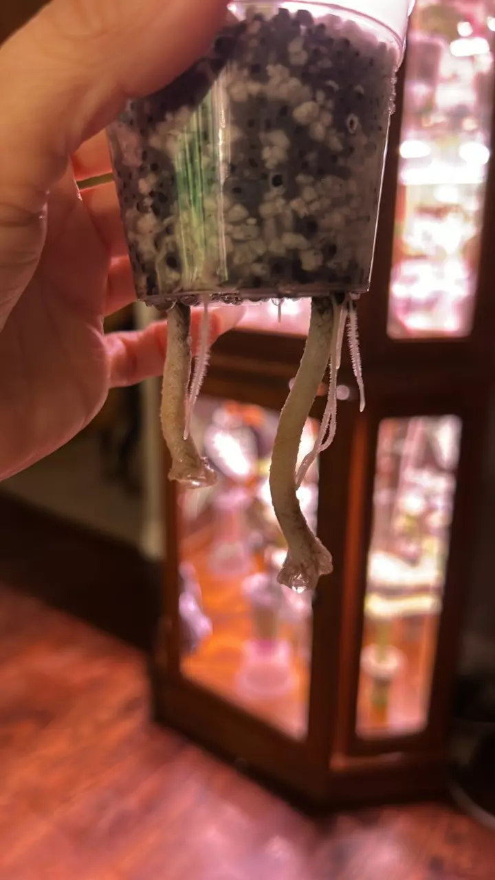 plant/Varigated frydek-1