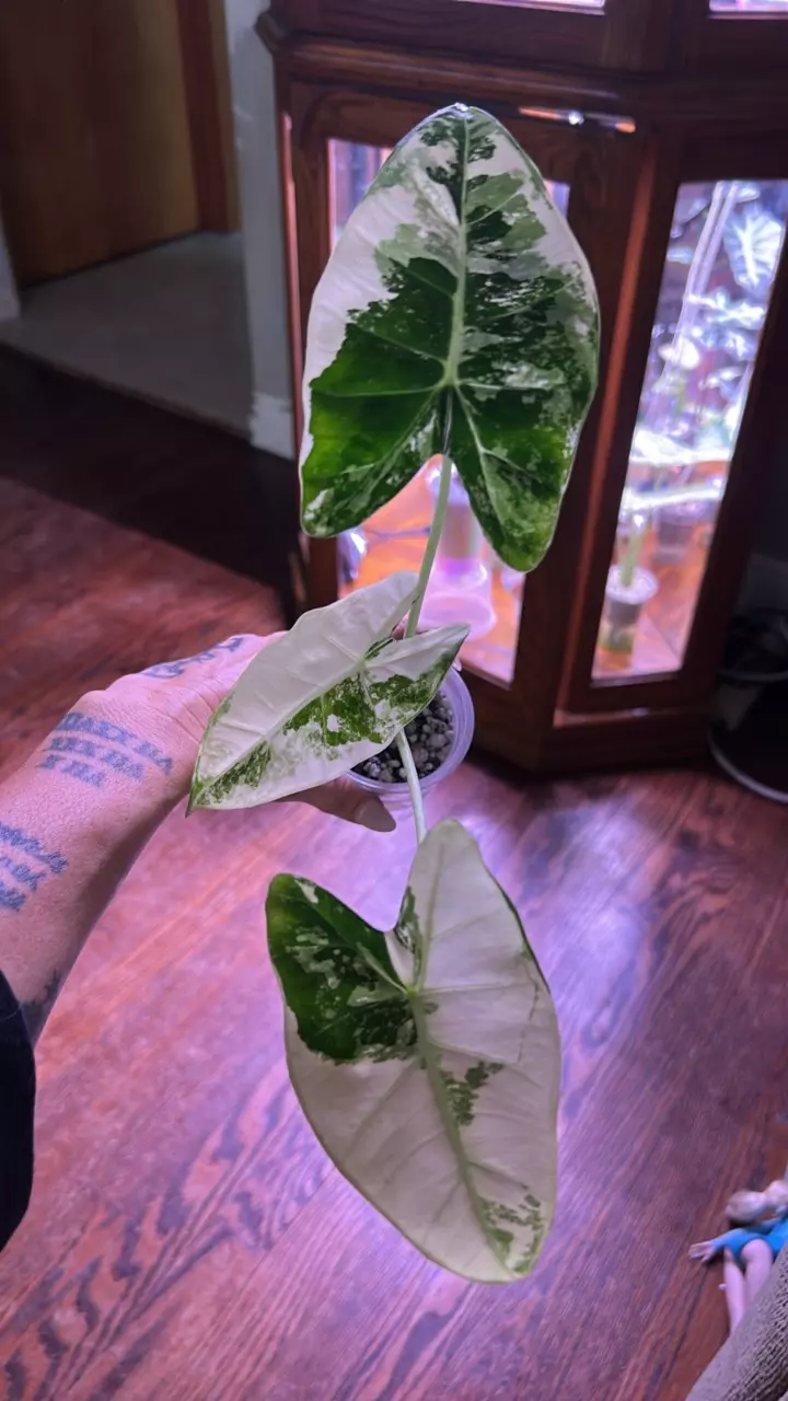 plant/Varigated frydek-0