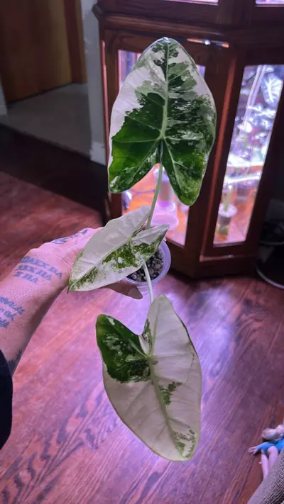 plant/Varigated frydek-0-thumbnail