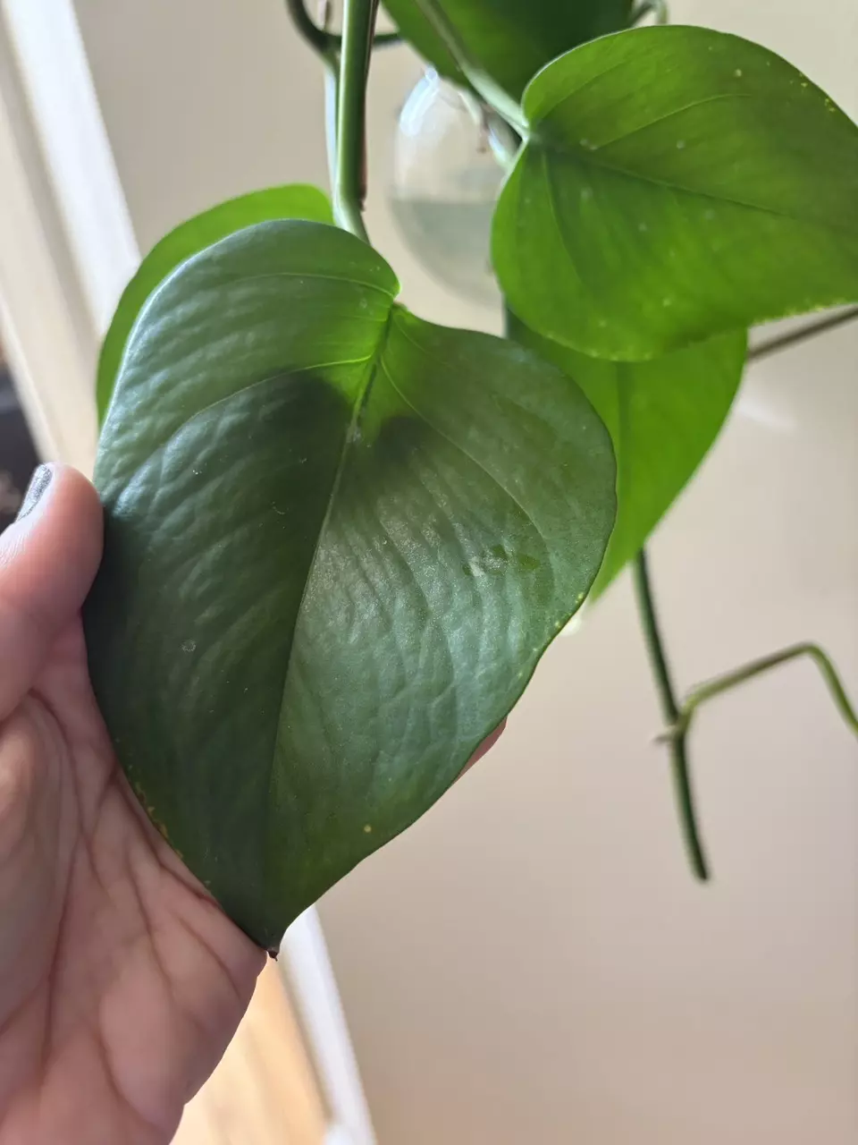 Green pothos