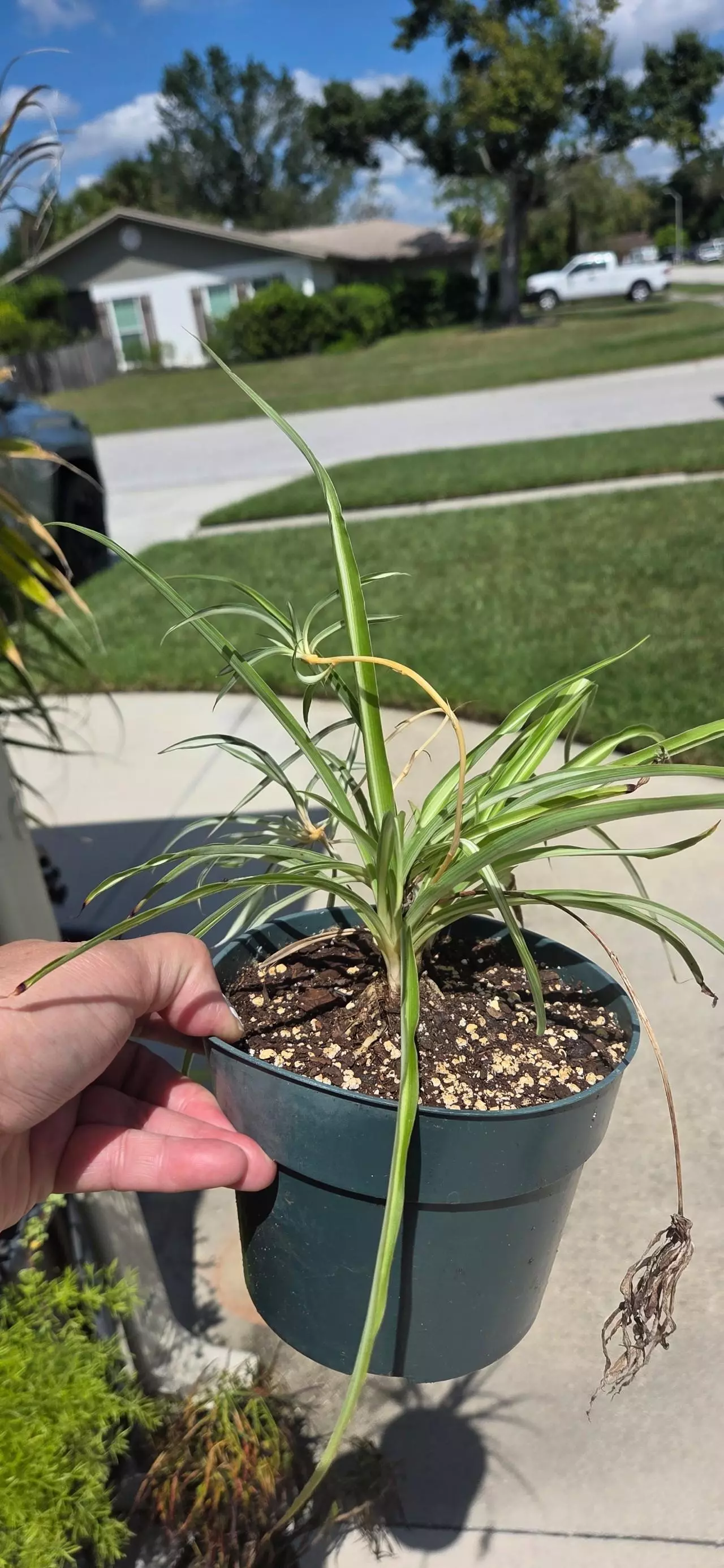 plant/Spider plant-0