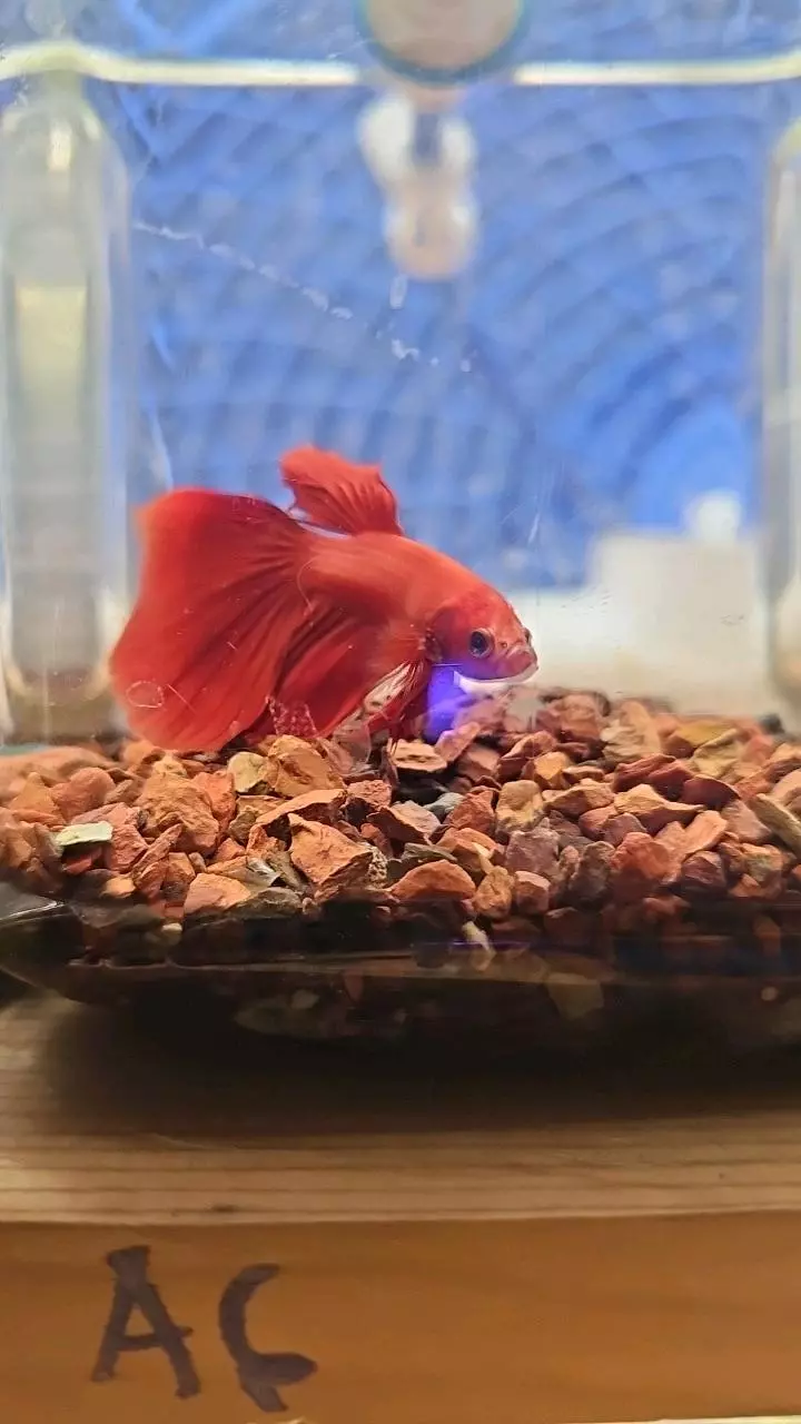 heat_pack/A6 betta-0