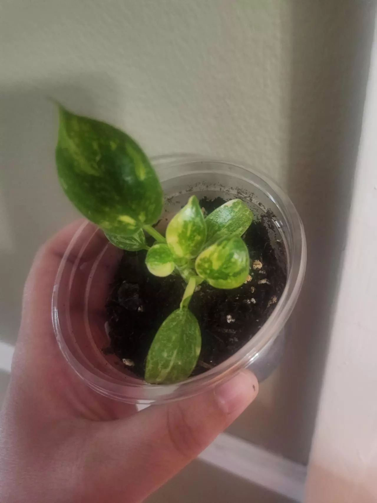 plant/212 varigated green congo-1