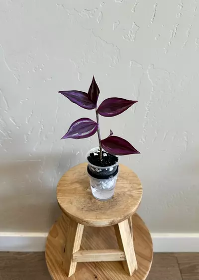 plant/Rare Tradescantia Cutting Bundle: Four Unique Rooted Varieties-3-thumbnail