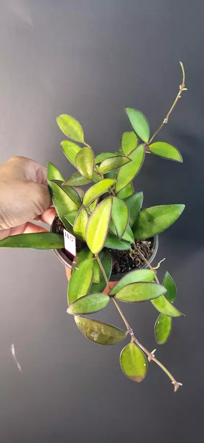 plant/3.5" Hoya Rosita #115-1-thumbnail