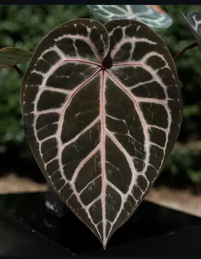 plant/Anthurium Lavender Haze x Carla-2-thumbnail