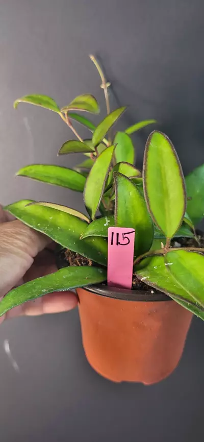 plant/3.5" Hoya Rosita #115-0-thumbnail