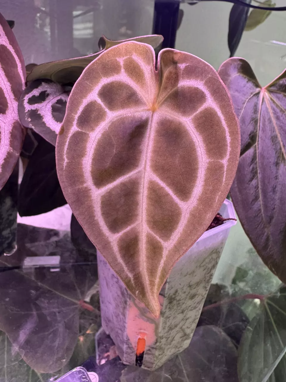 plant/(Tim’s Black x Villenaorum) x self-4