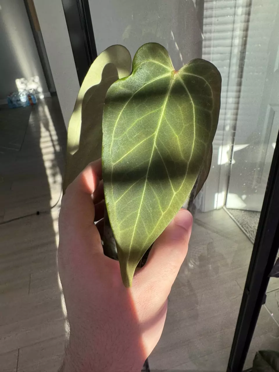 plant/Funky Dark Mama x Pink Lemonade.-1
