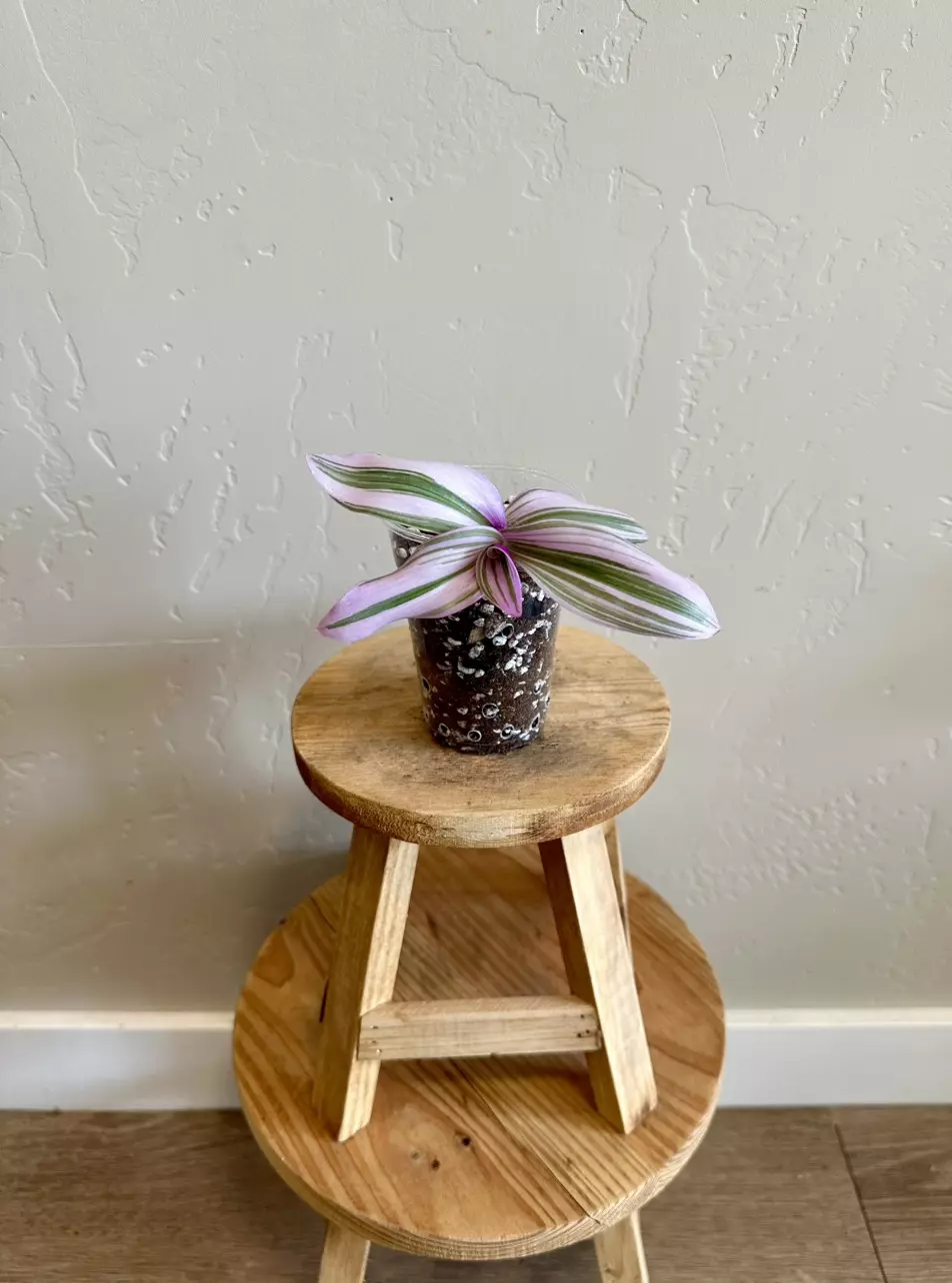 plant/Rare Tradescantia Cutting Bundle: Four Unique Rooted Varieties-1