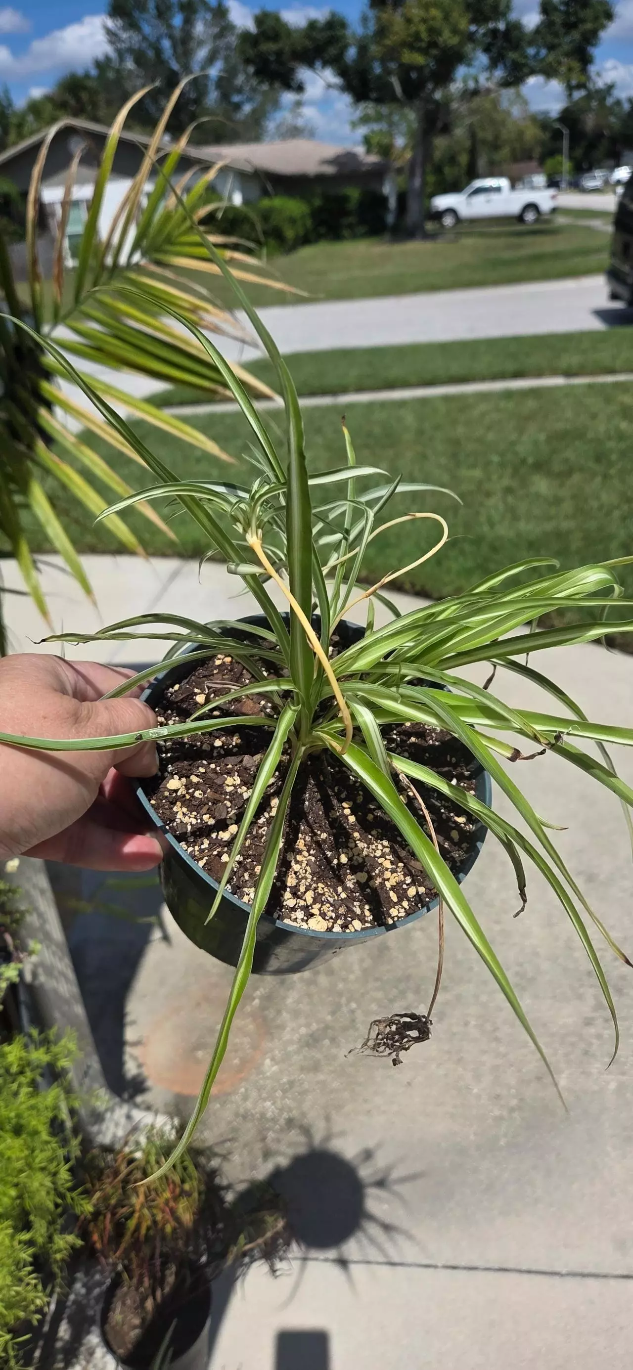 plant/Spider plant-1