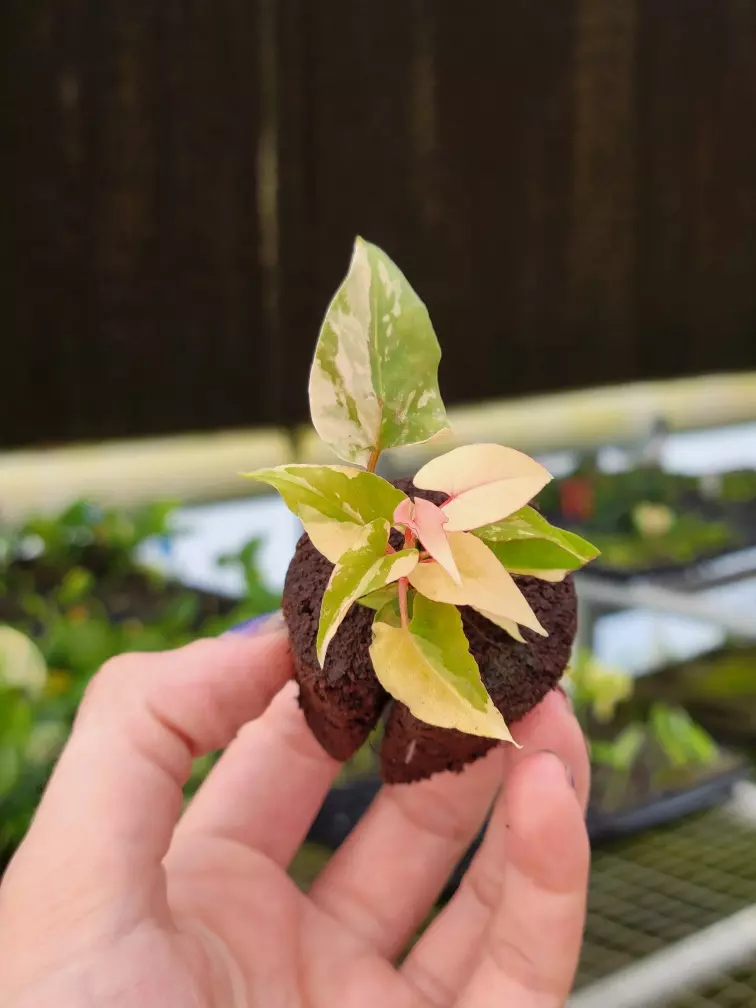 plant/Fallopia multiflora variegated starter plant growers choice-0