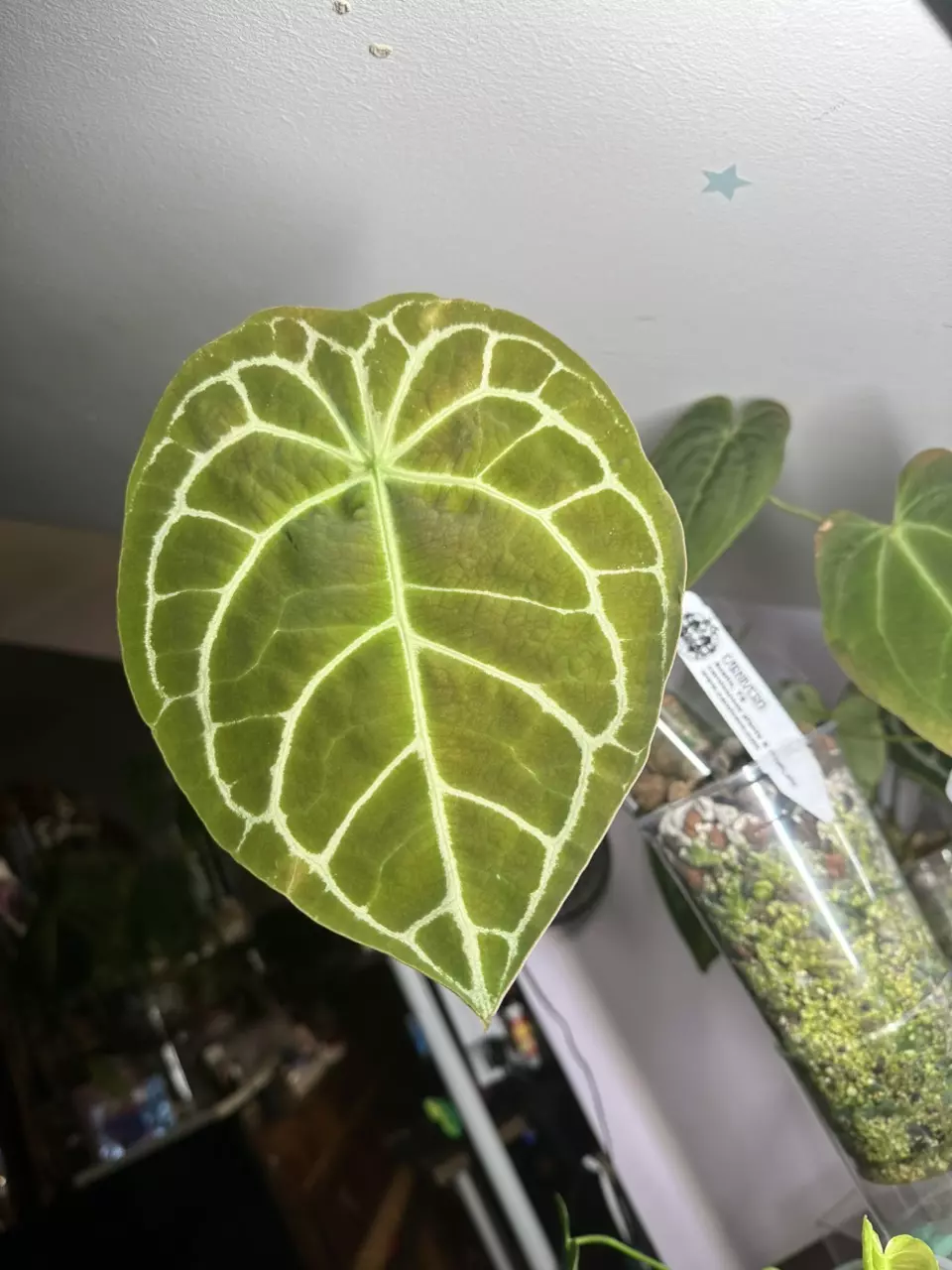 plant/Anthurium (Crystallinum 'Dark' x Forgetii Silver) x (Silver Blush x Red Crystal)-1