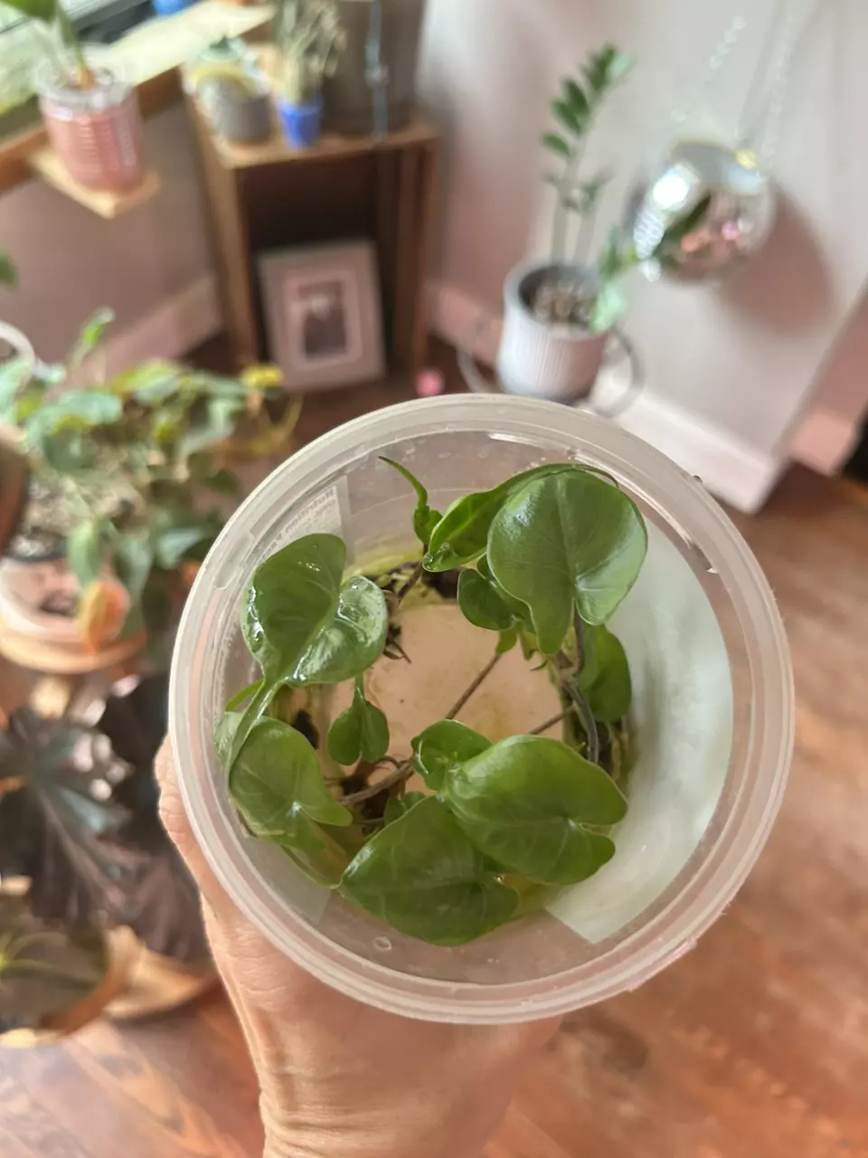 plant/Alocasia stingray *pups-0