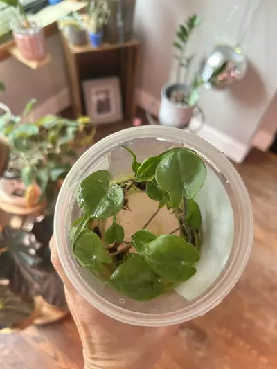 plant/Alocasia stingray *pups-0-thumbnail