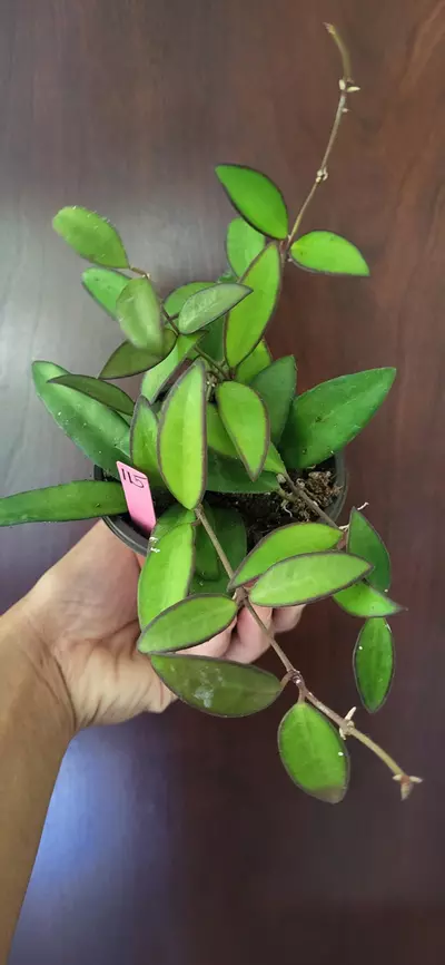 plant/3.5" Hoya Rosita #115-3-thumbnail
