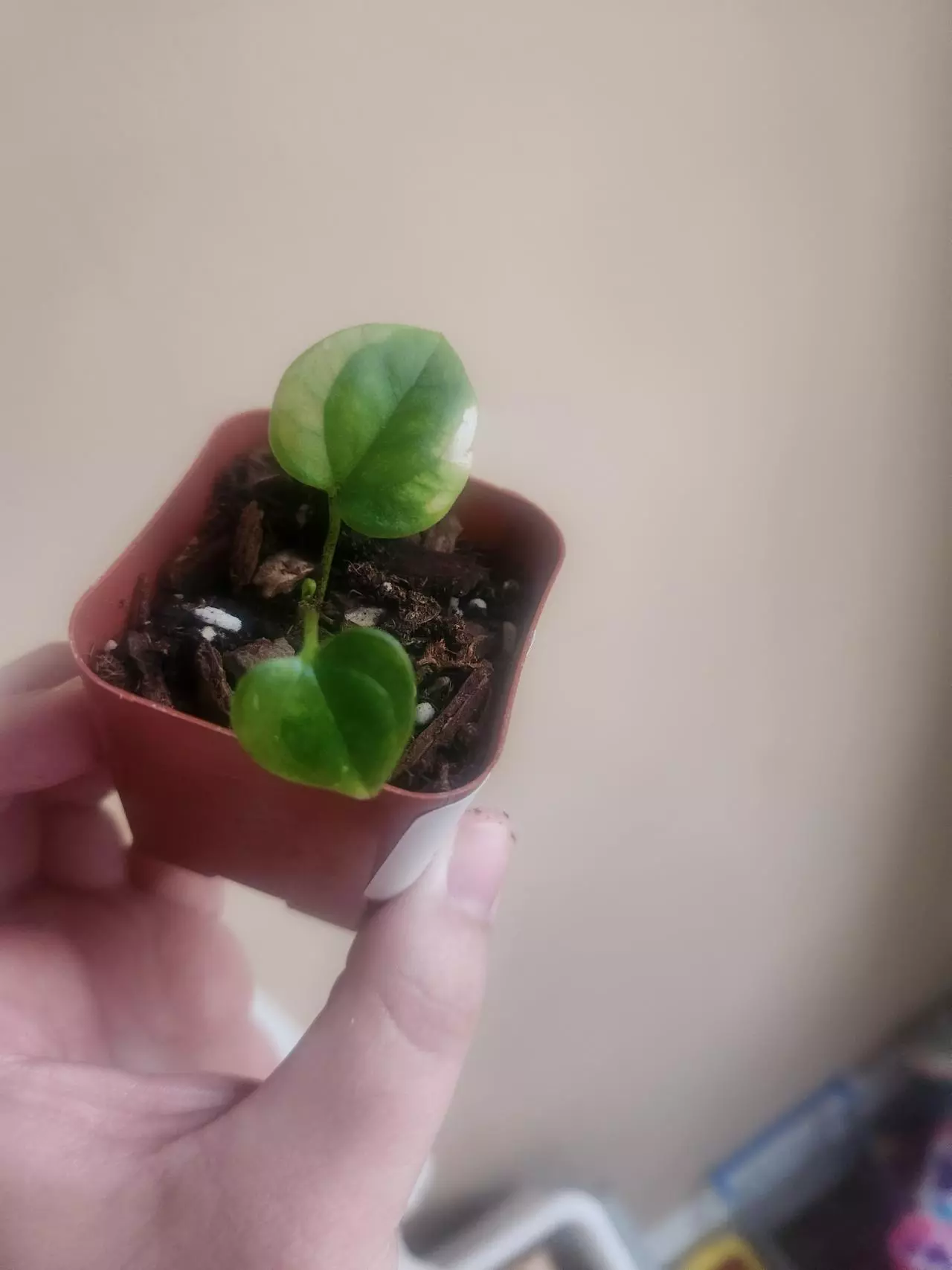 plant/Anthurium noid 285-2