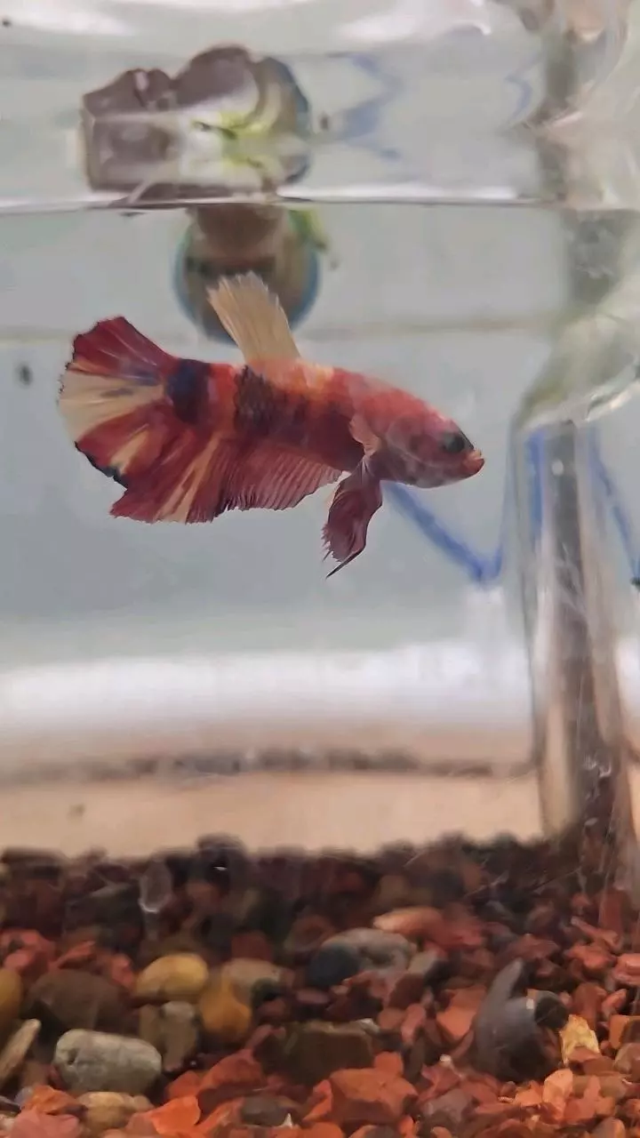 insulation/A11 betta-0