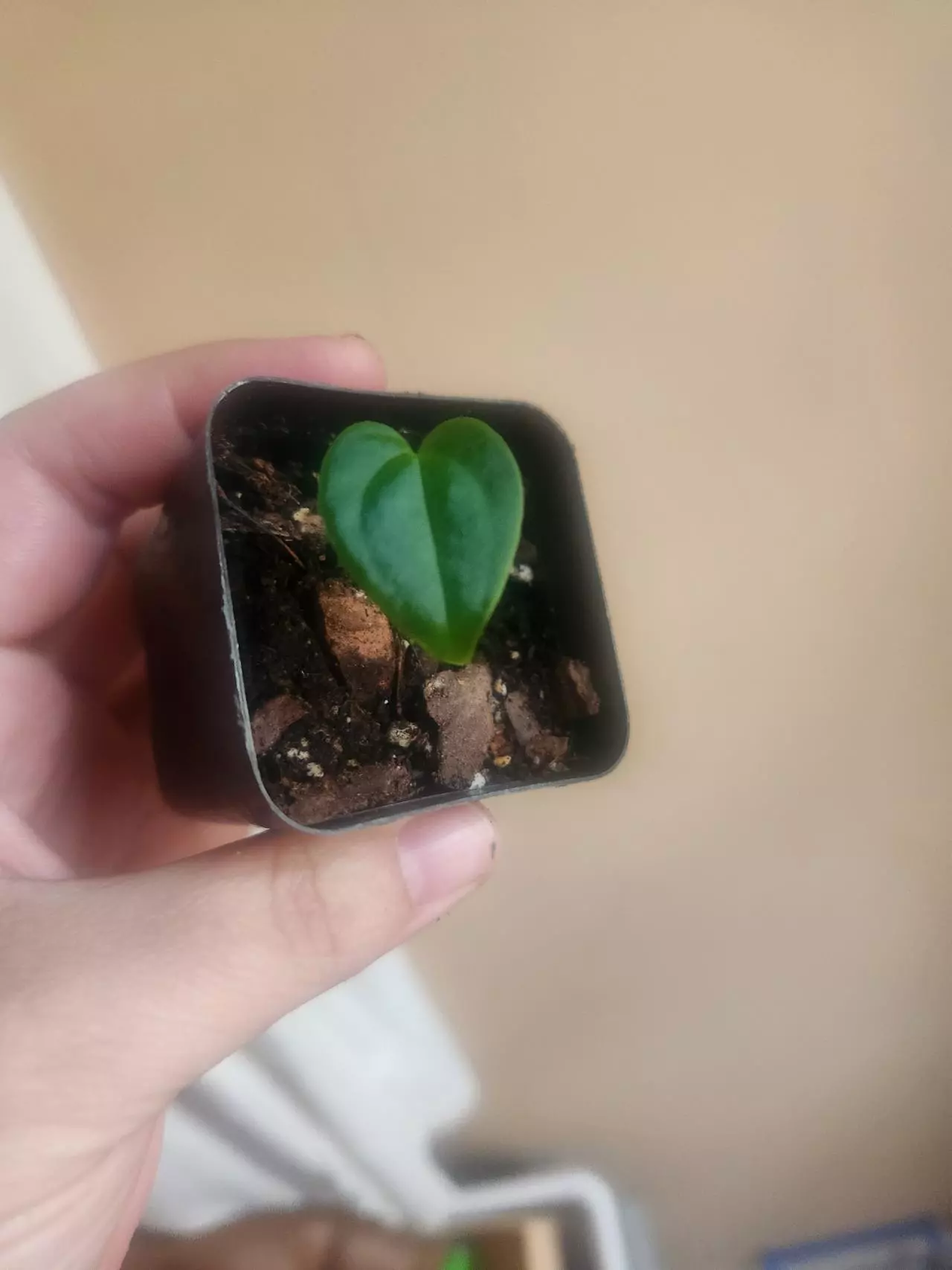 plant/Anthurium noid 1363-2