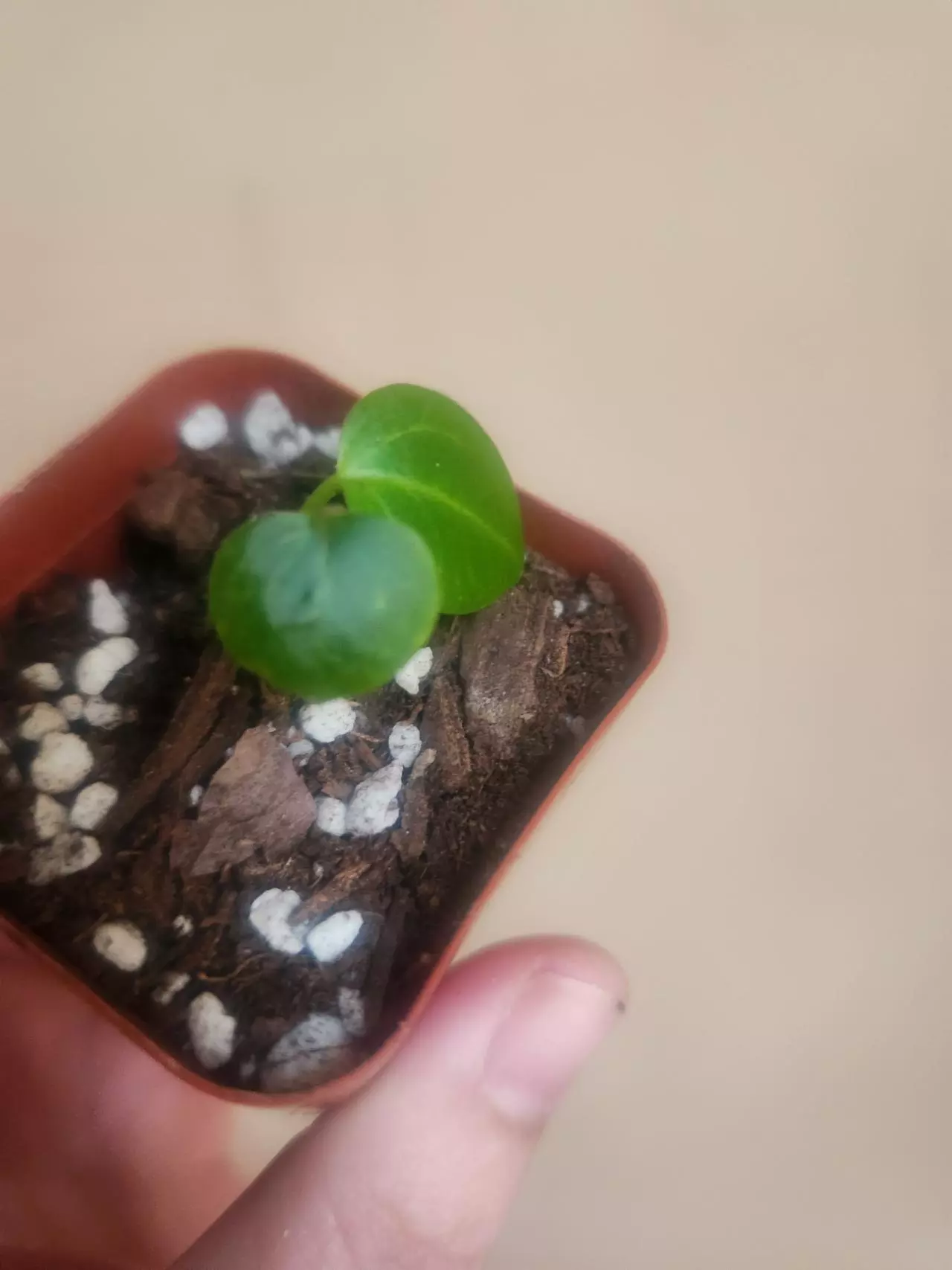 plant/Anthurium noid 1280-2
