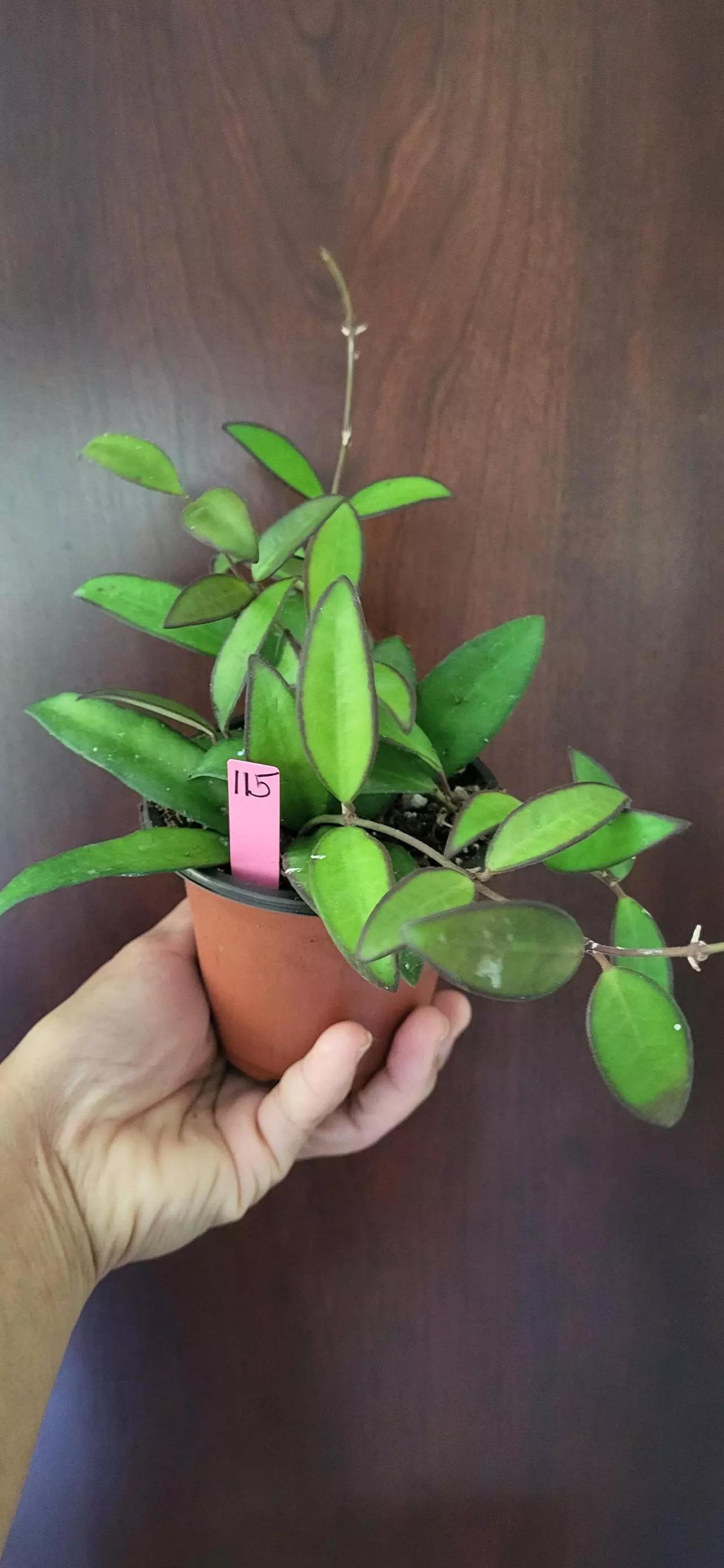 plant/3.5" Hoya Rosita #115-5