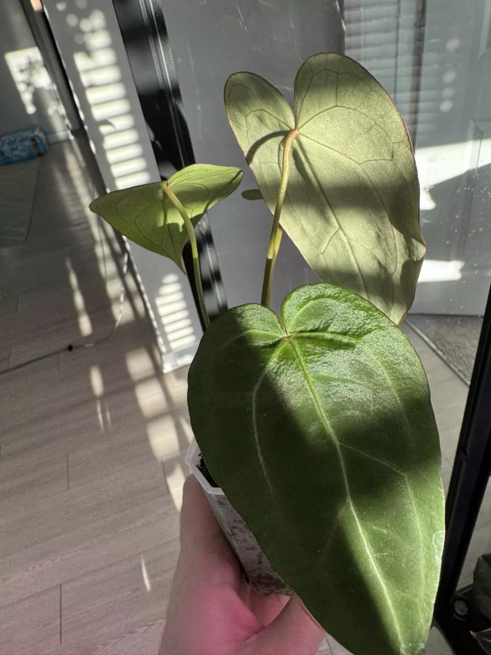 plant/Blue Velvet x Black Widow Michelle-2