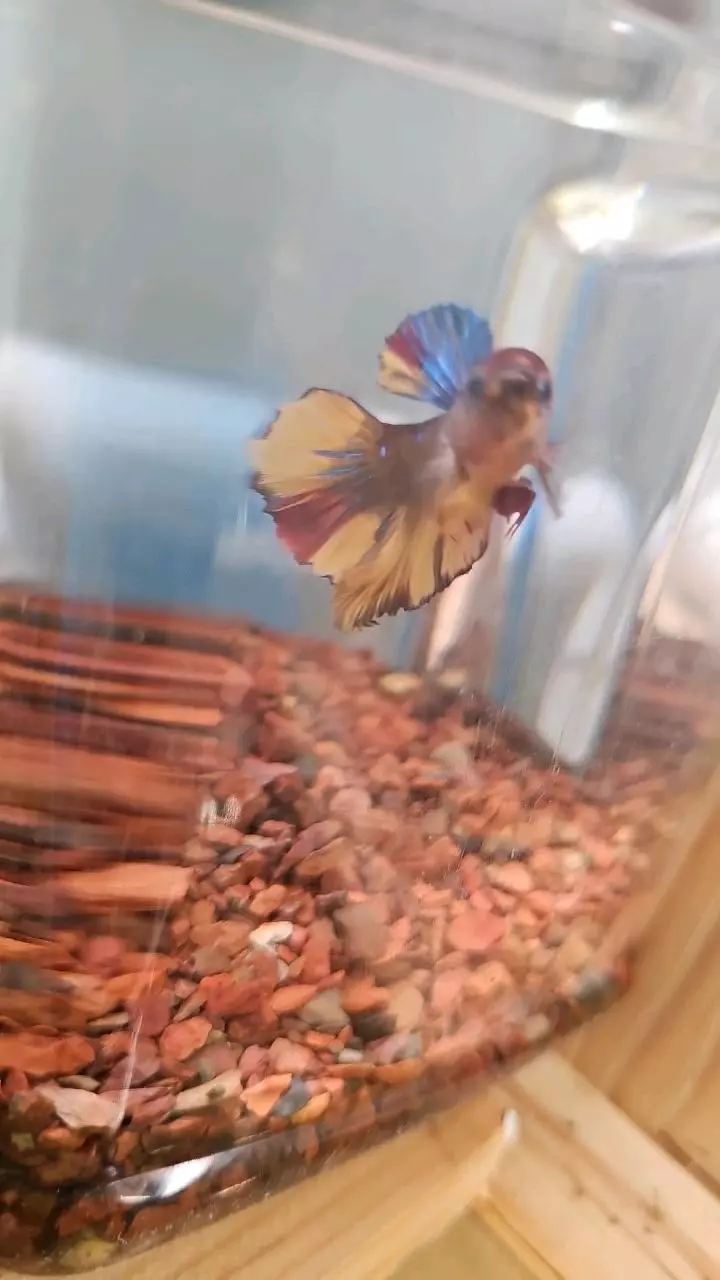 heat_pack/A15 betta-0