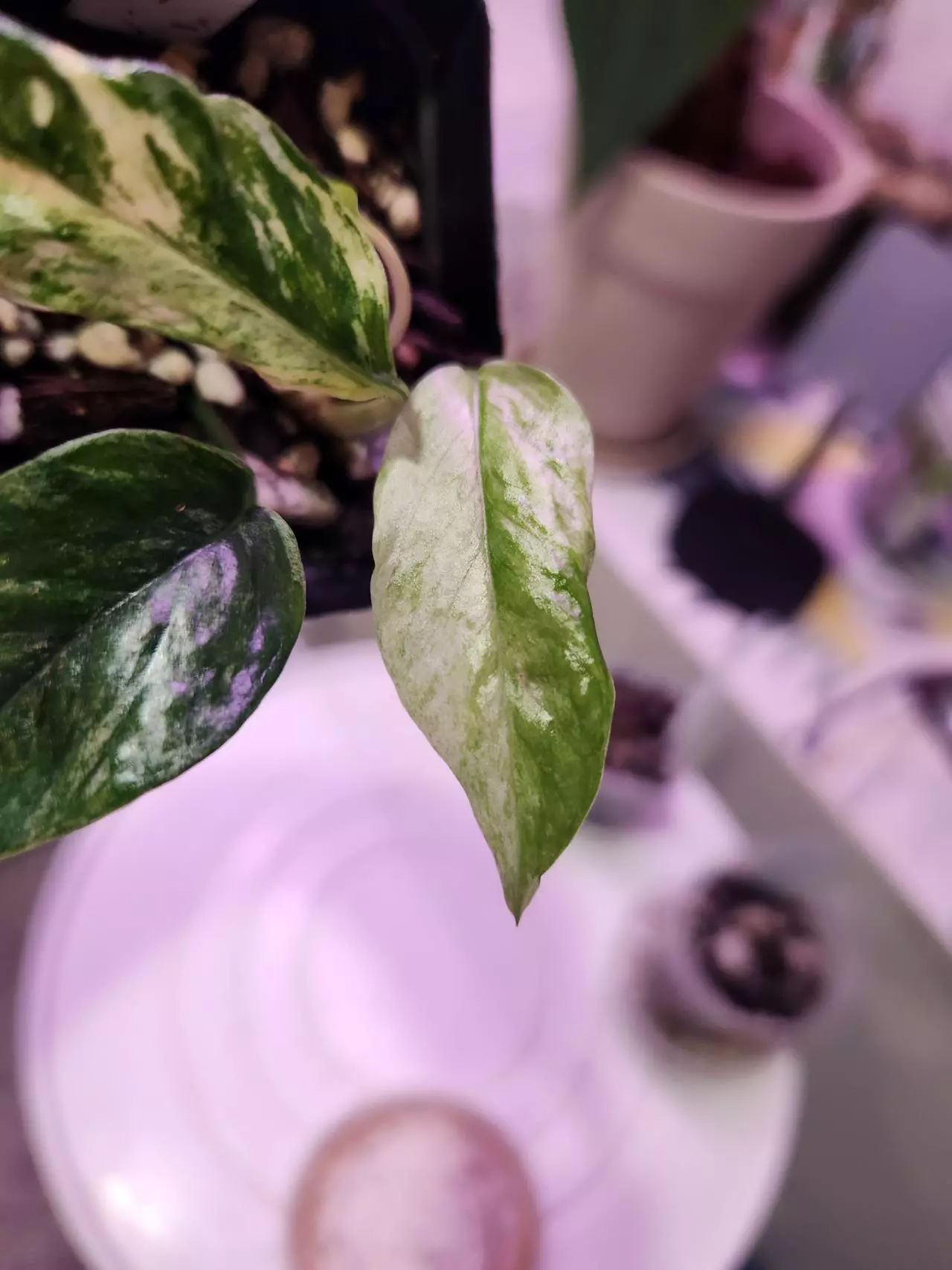 plant/Epipremnum SP Bali-3