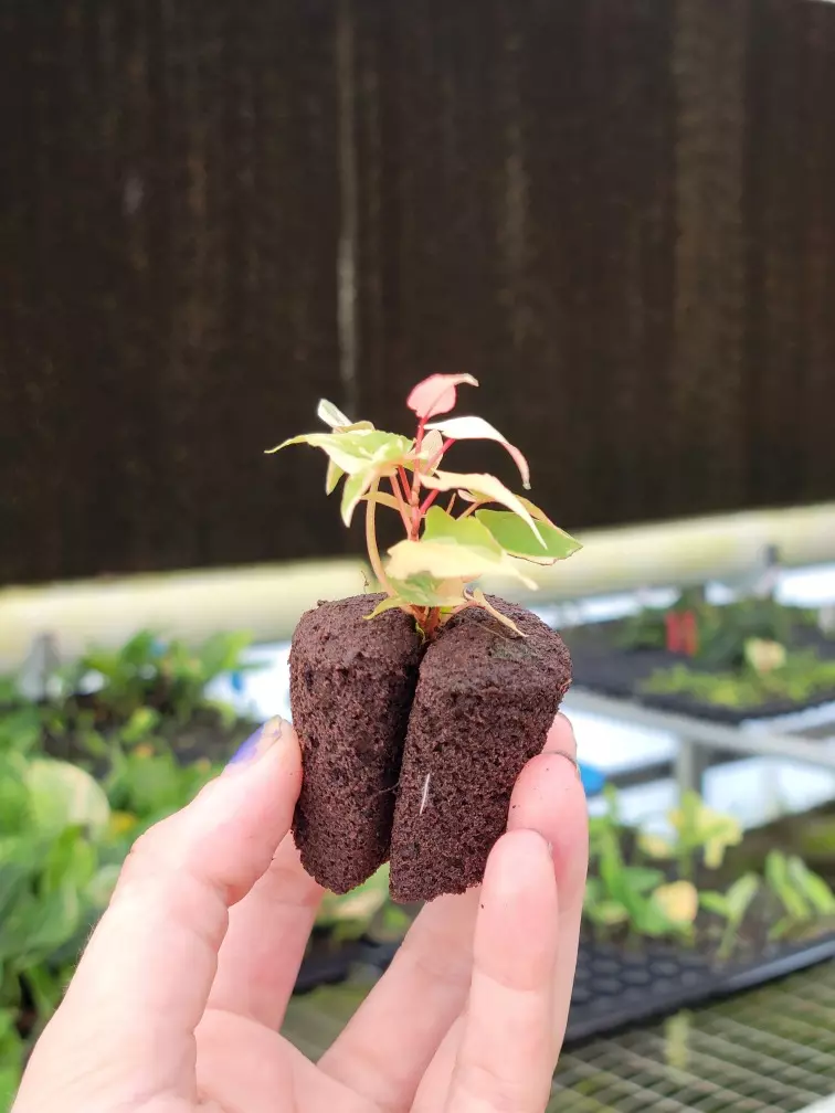 plant/Fallopia multiflora variegated starter plant growers choice-1