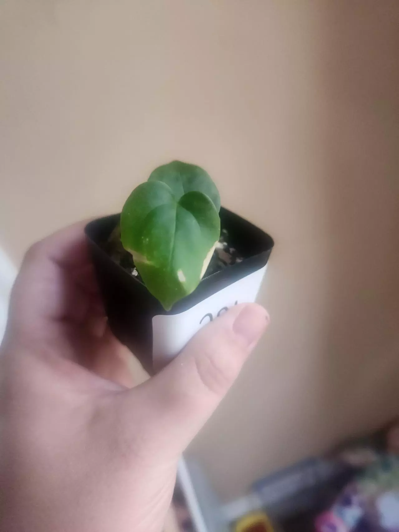 plant/Anthurium noid 281-2