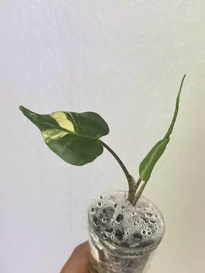 plant/Stingray Aurea Pup-1-thumbnail