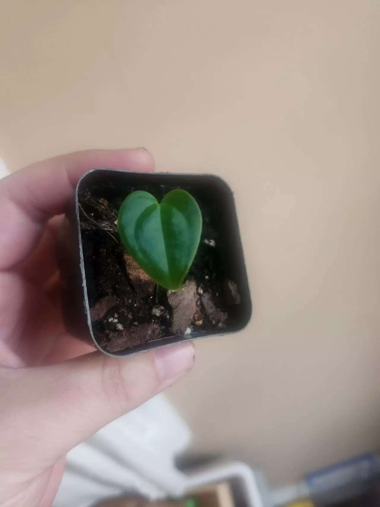 plant/Anthurium noid 1363-0