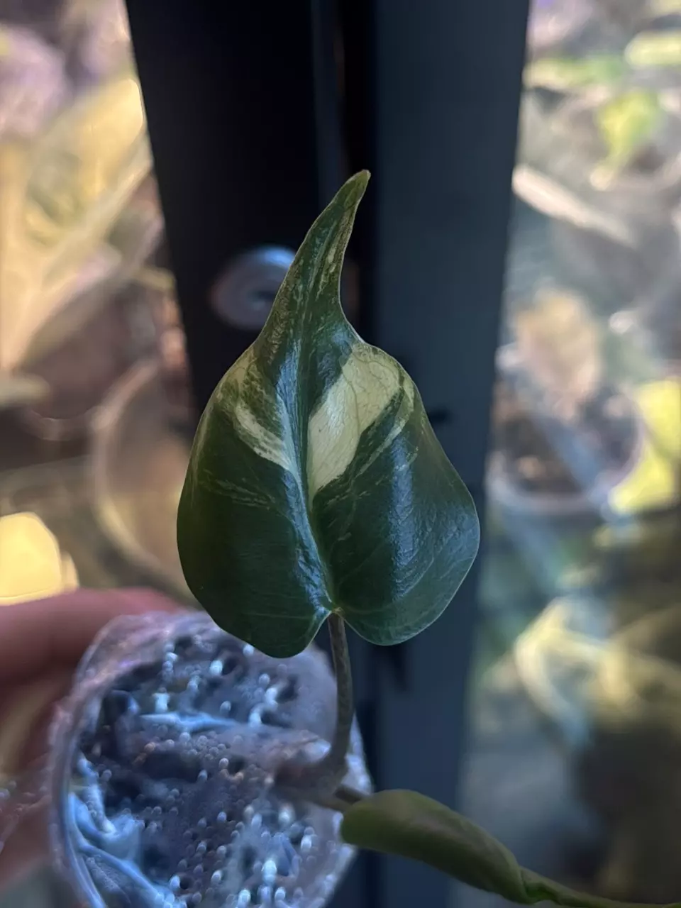 plant/Stingray Aurea Pup-2