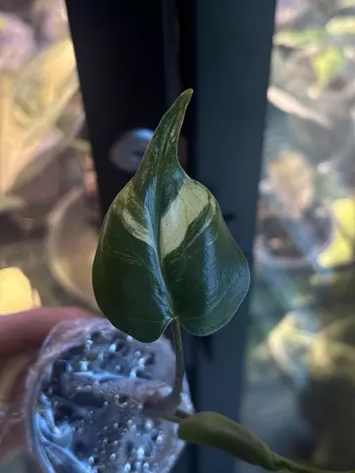 plant/Stingray Aurea Pup-2-thumbnail