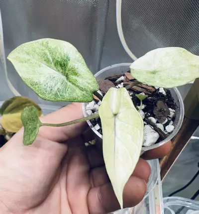 plant/Alocasia Scalprum Mint✨-2-thumbnail