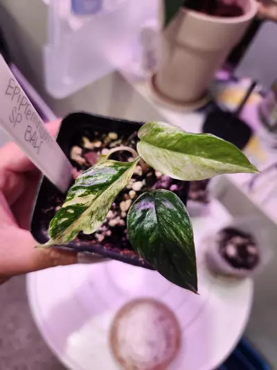 plant/Epipremnum SP Bali-0-thumbnail