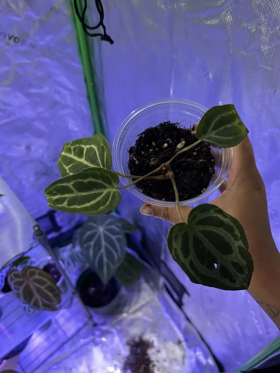 plant/Anthurium Lavender Haze x Carla-1