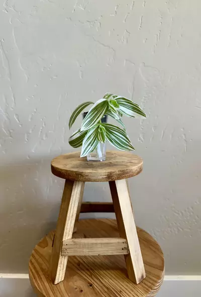 plant/Rare Tradescantia Cutting Bundle: Four Unique Rooted Varieties-2-thumbnail