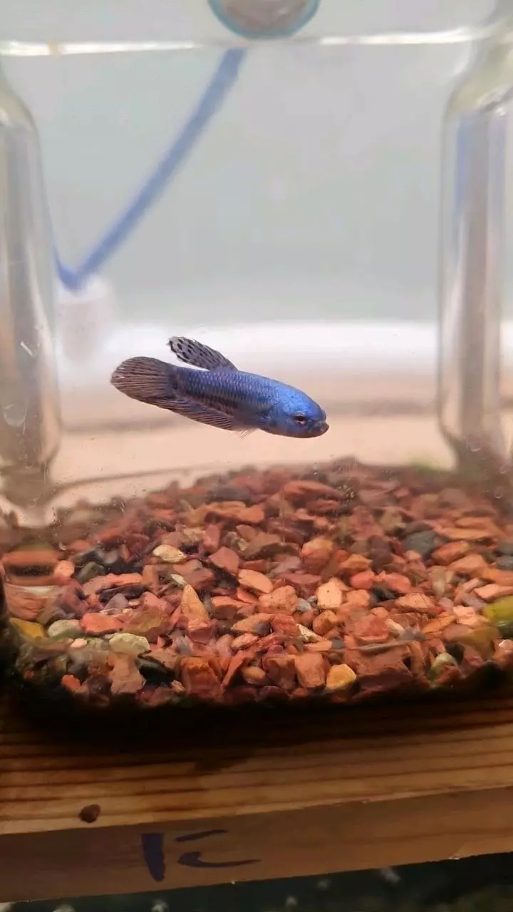 insulation/A12 blue alien-0