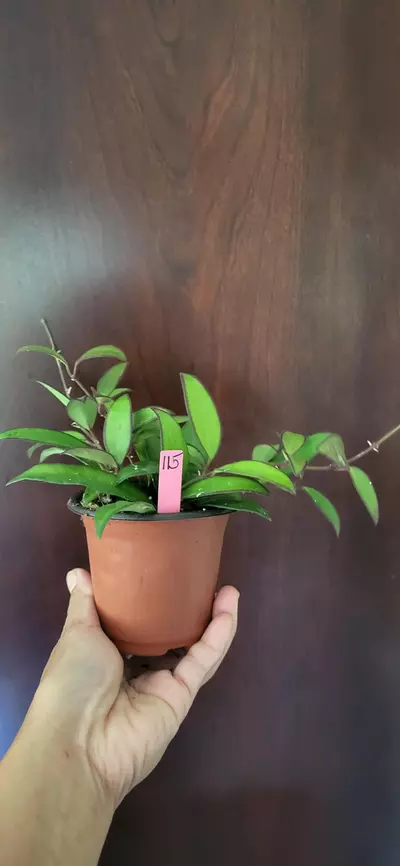 plant/3.5" Hoya Rosita #115-2-thumbnail