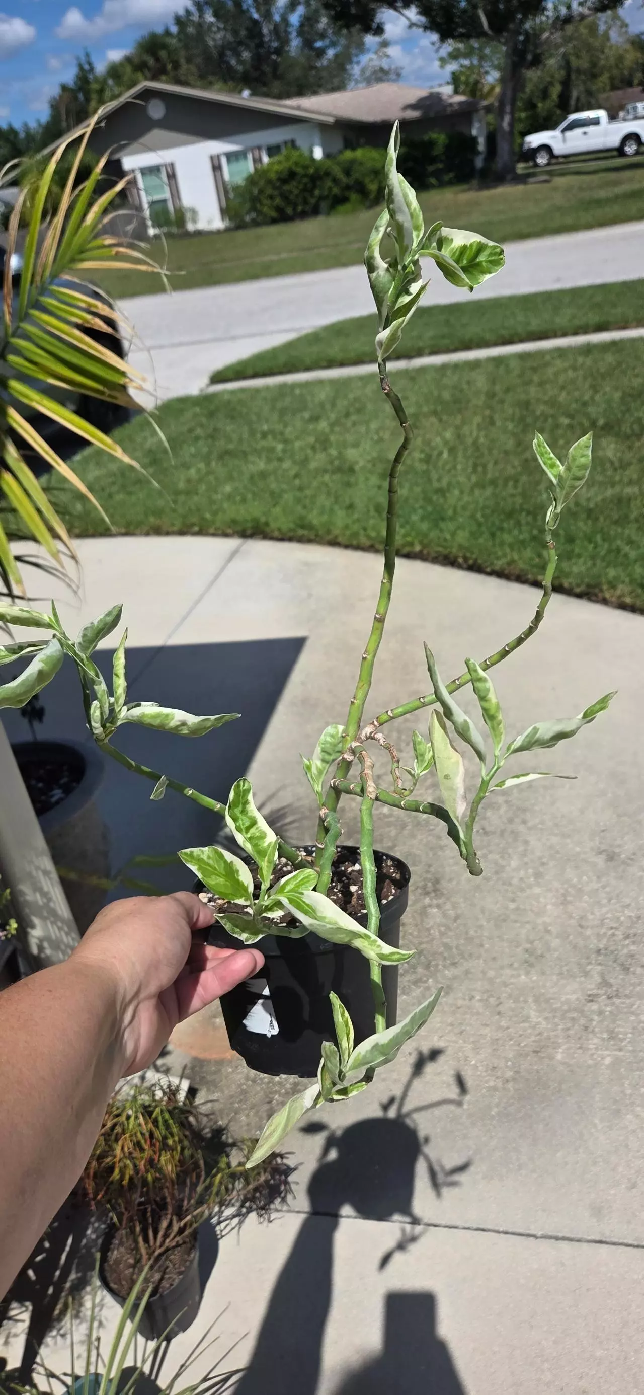 plant/Devil's backbone-0