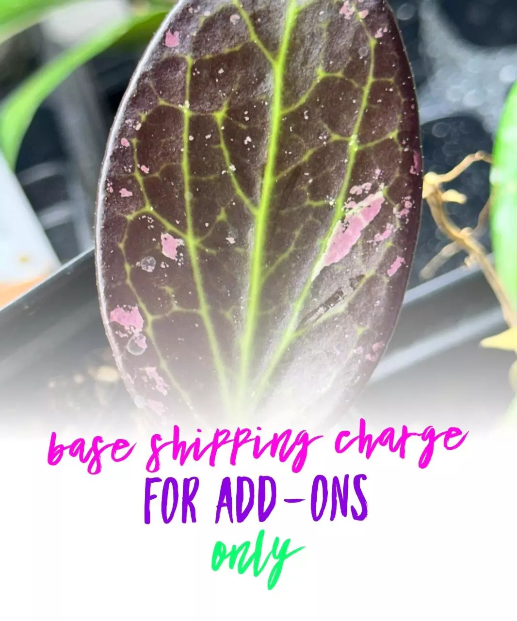 plant/🌸 Base Shipping Charge for add-ons ONLY🌸-0