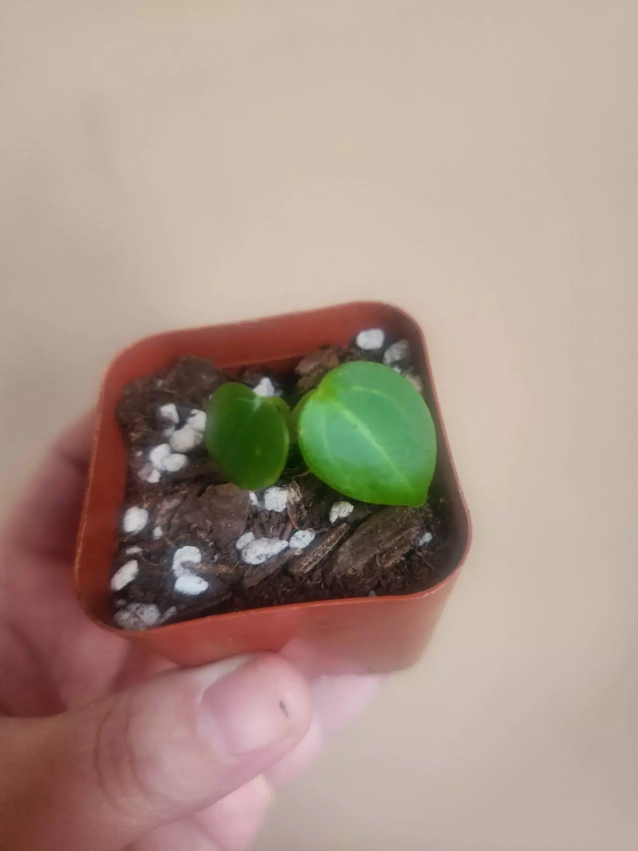 plant/Anthurium noid 1280-1