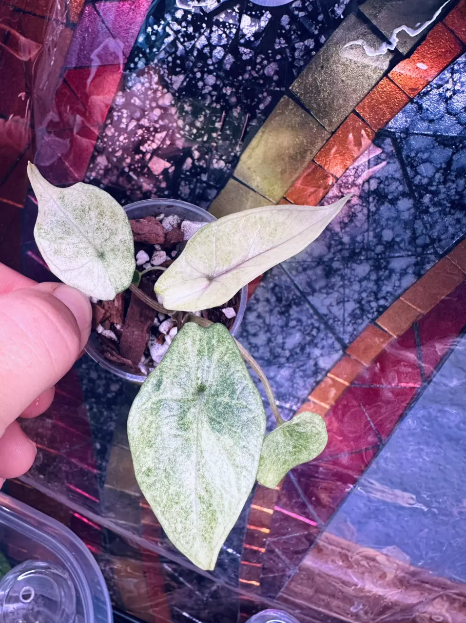 plant/Alocasia Scalprum Mint✨-0