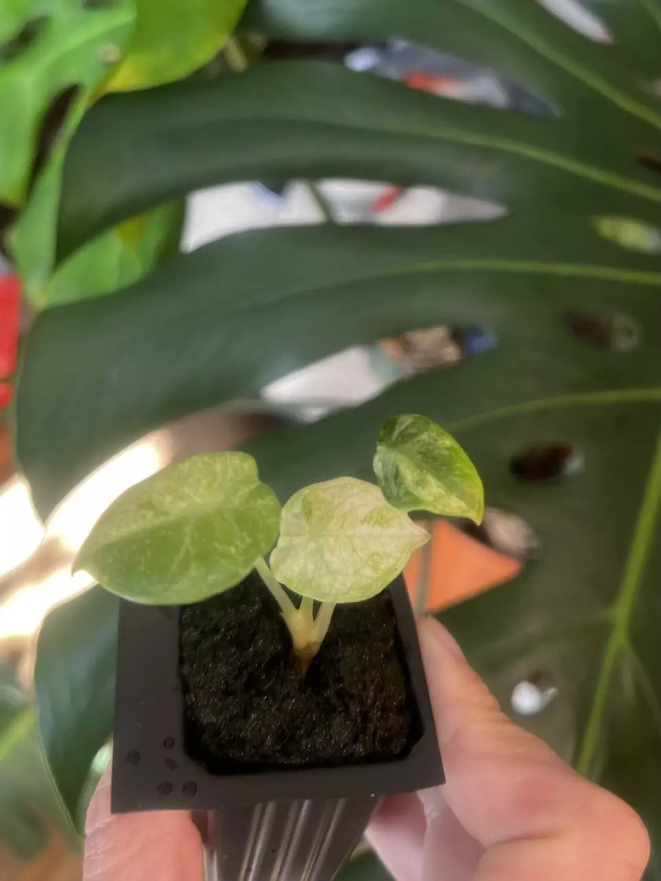 plant/Alocasia Ninja Tricolor-1