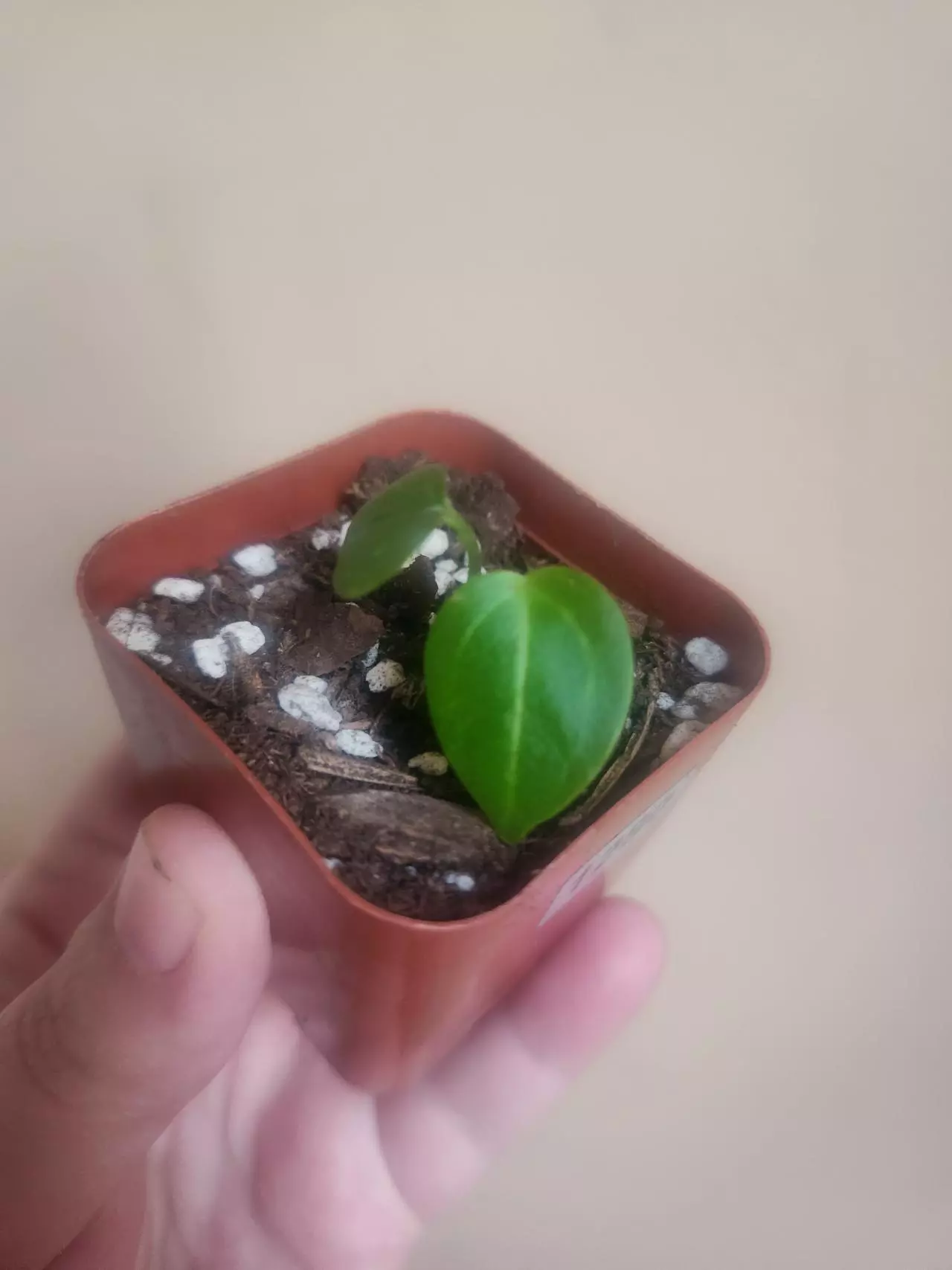 plant/Anthurium noid 1280-0