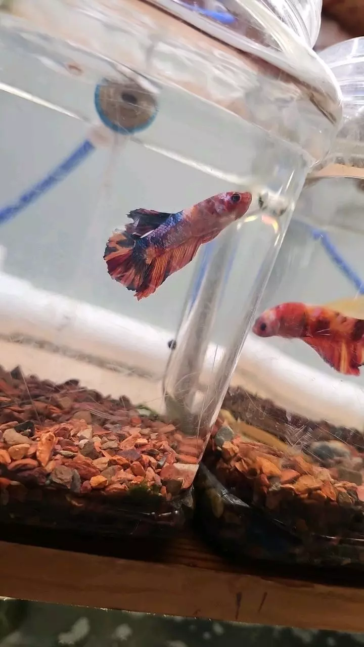 insulation/A10 betta-0