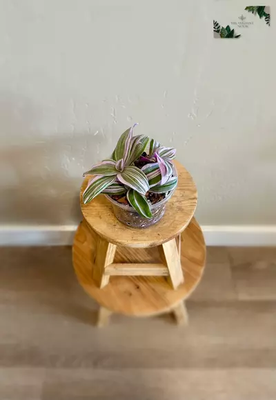 plant/Rare Tradescantia Cutting Bundle: Four Unique Rooted Varieties-4-thumbnail