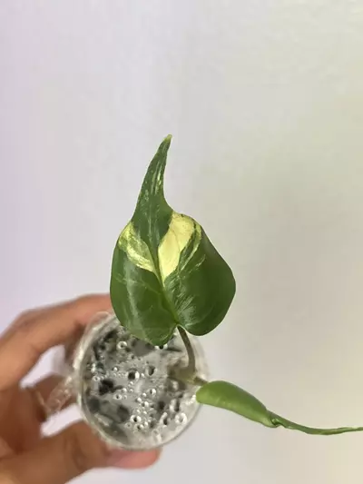 plant/Stingray Aurea Pup-0-thumbnail